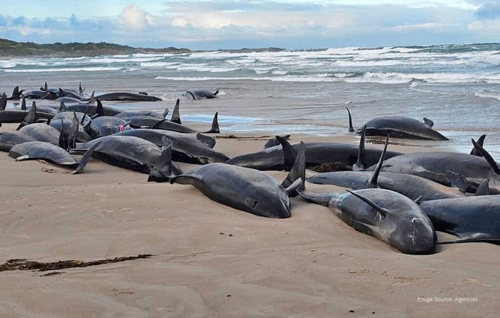 Over 150 False Killer Whales Stranded on Tasmanian Coast, Rescue Underway