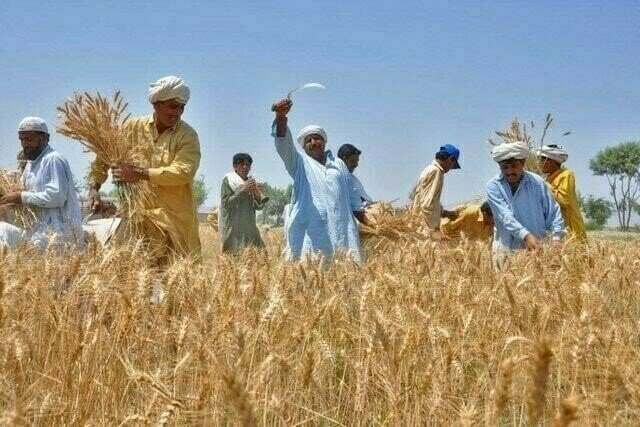 Punjab Farmers Boost Wheat Yields with Super Seeders, Earning Rs. 57 Crore Monthly