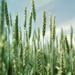 Farmers advised to irrigate wheat crops to avoid fungus Farmers advised to irrigate wheat crops to avoid fungus