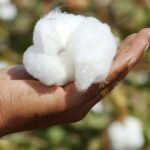 Punjab approves high-yield, virus-resistant cotton variety Punjab approves high-yield, virus-resistant cotton variety