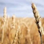 Farmers reject Punjab govt’s Rs15b relief package