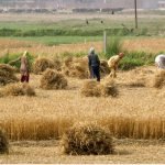 Govt sets sights on $125bn agri-exports by 2030 under second green revolution: Rana Tanveer Hussain Govt sets sights on $125bn agri-exports by 2030 under second green revolution: Rana Tanveer Hussain