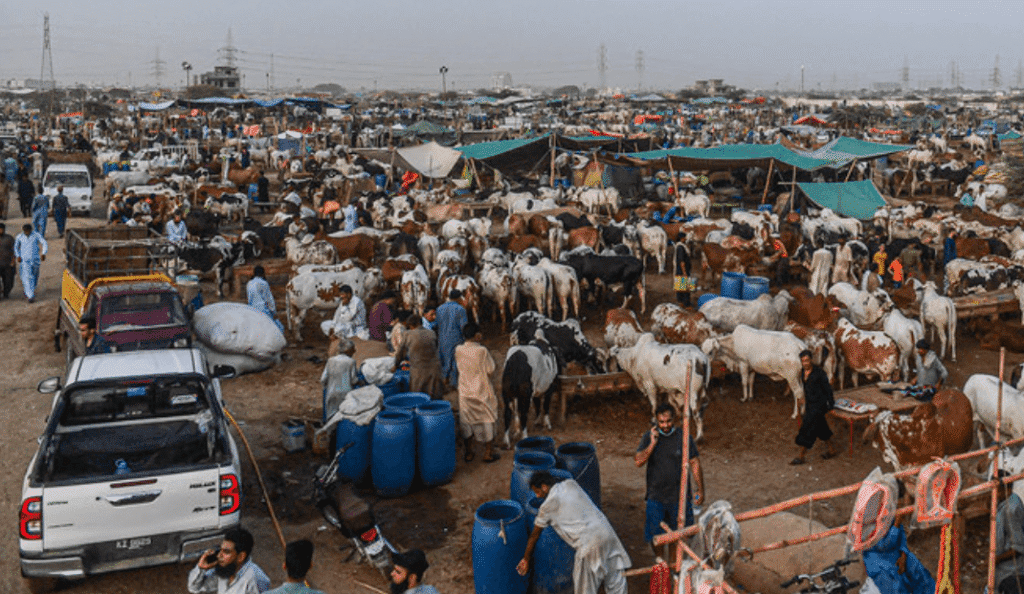 Eid Sacrifice Prices Skyrocket in Lahore as Rising Costs Hit Buyers Hard