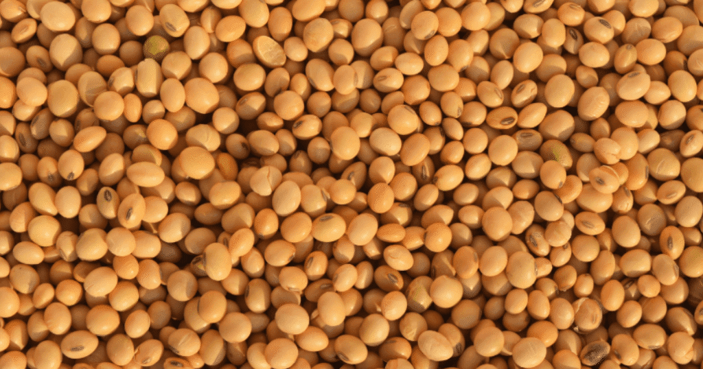 Government Blocks GMO Soybean Meal Imports Despite Poultry Industry Demand
