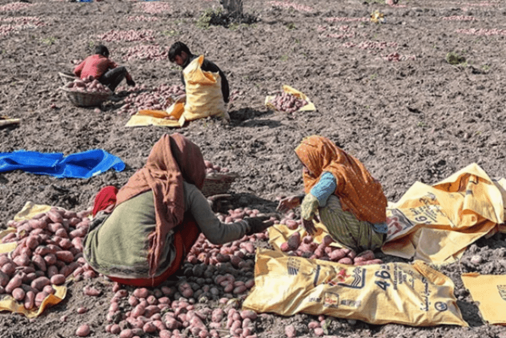 Sindh Government Launches Help Desk to Empower Women Farmers