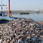 Pakistan to launch National Fisheries Policy to boost exports and investment Pakistan to launch National Fisheries Policy to boost exports and investment