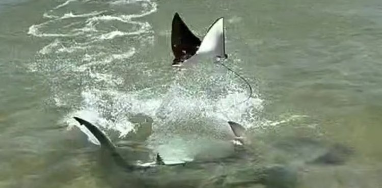 Ray Leaps to safety: Dramatic escape from Hammerhead Shark