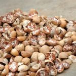 Senate body grills MoST, PCSIR over betel nut contamination, Rs135 billion tax scam