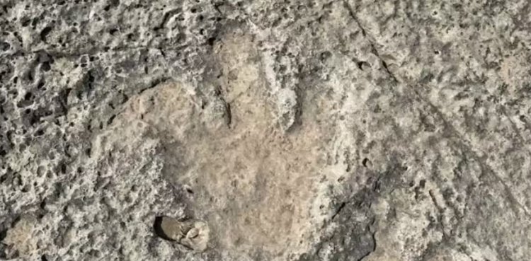 110-Million-Year-Old dinosaur footprints discovered in Texas flood