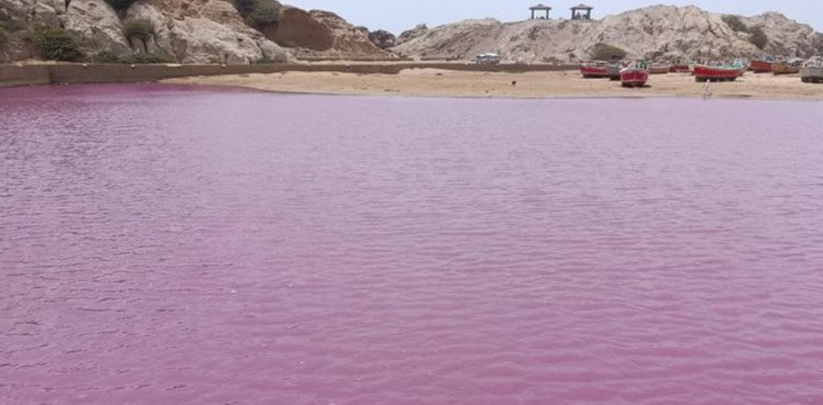 Gadani Jetty pink tide raises environmental concerns