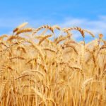 KP questions Bureau of Statistics over wheat price variations