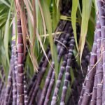 Punjab sugarcane yields surpass global average at 745 maunds per acre