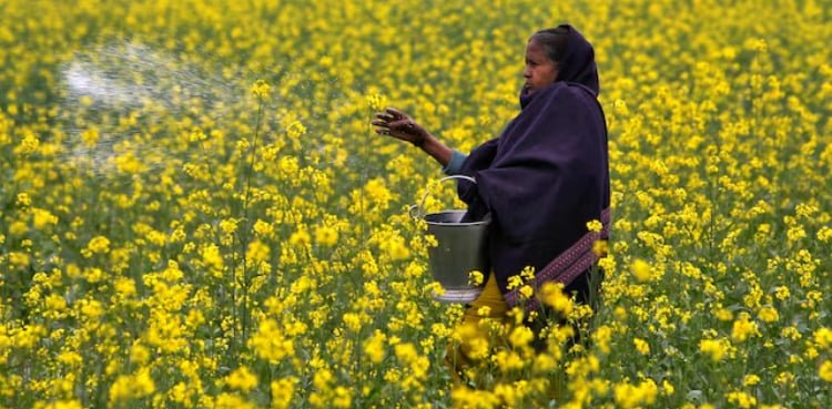 India to import record 2.5 million tons of urea at nearly double price paid two months ago