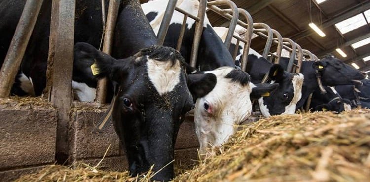 Punjab doubles quoto of free livestock for women