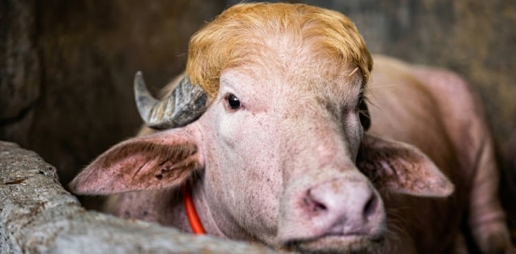 Donald Trump buffalo not sacrificed on Eid al-Adha; here’s why
