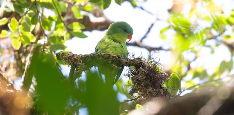 Indonesian parrot, seen once in a century, reappears in mountain forest