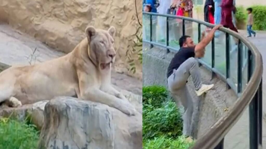 VIDEO: TikToker jumps into lion’s cage at Lahore Zoo